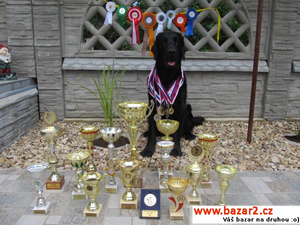 Krytí Flat Coated Retrieverem