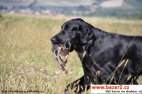 Krytí Flat Coated Retrieverem