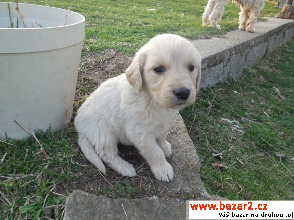 Labradorský retrírvr - bílá štěňata