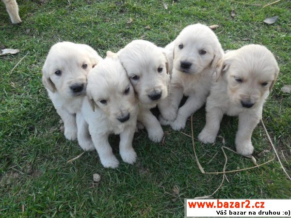 Labradorský retrírvr - bílá štěňata