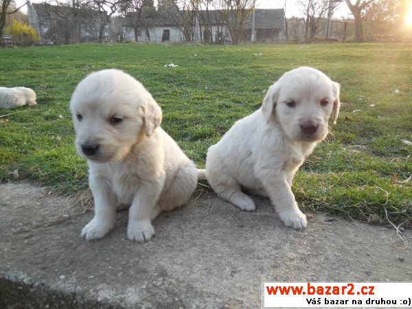 Labradorský retrírvr - bílá štěňata