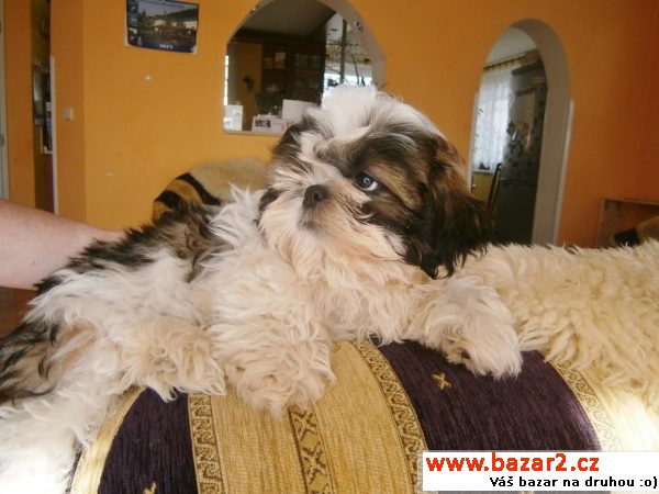 Štěňata shih-tzu 