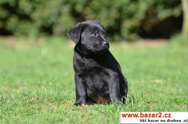 Labrador štěně rodinný pes pro milí