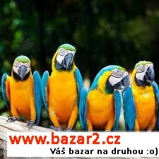 náhled