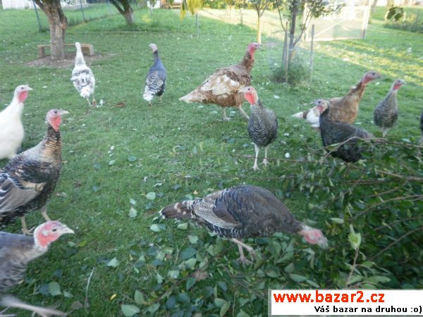 Krocany do chovu
