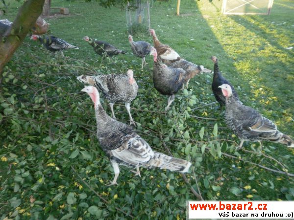 Krocany do chovu