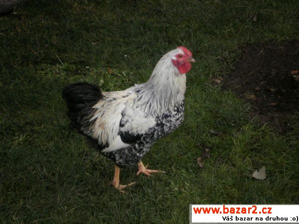 náhled