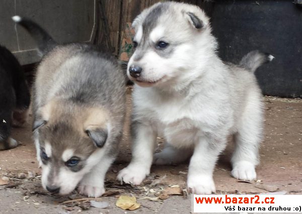 Sibiřský husky - štěňata  