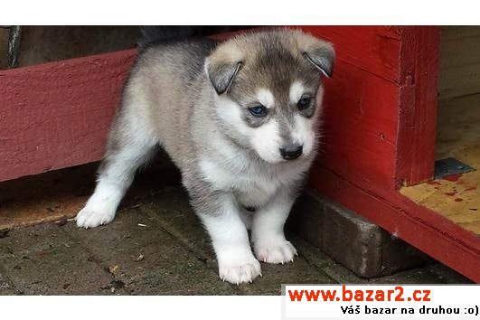Sibiřský husky - štěňata  