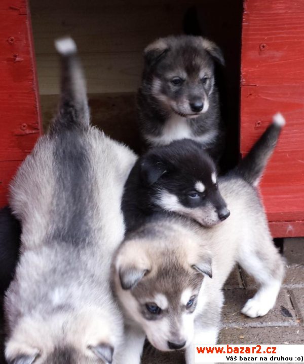 Sibiřský husky - štěňata  