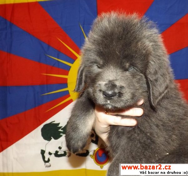 Tibetská doga štěně k odběru 