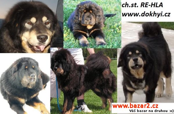 Tibetská doga štěně k odběru 