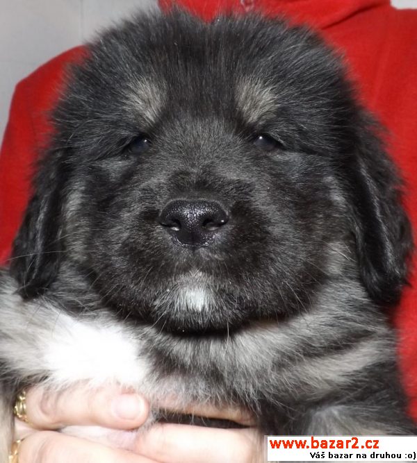 Tibetská doga štěně k odběru 