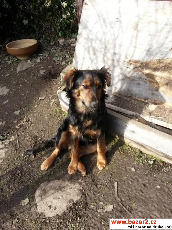 Max - mazlík s čokoládovým pohledem