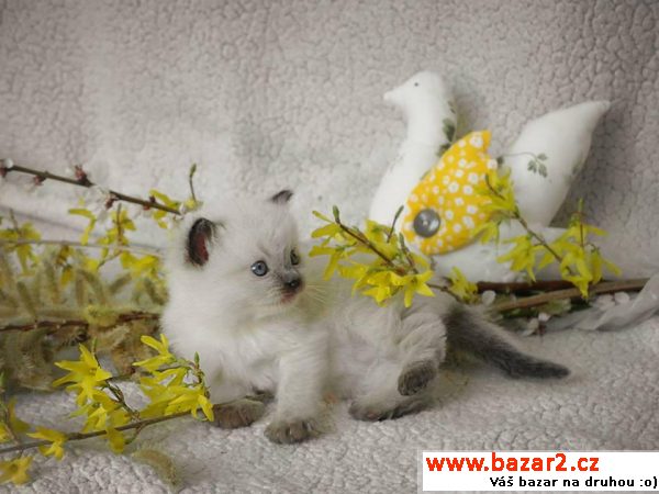Ragdoll koťátka
