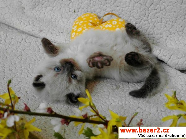 Ragdoll koťátka