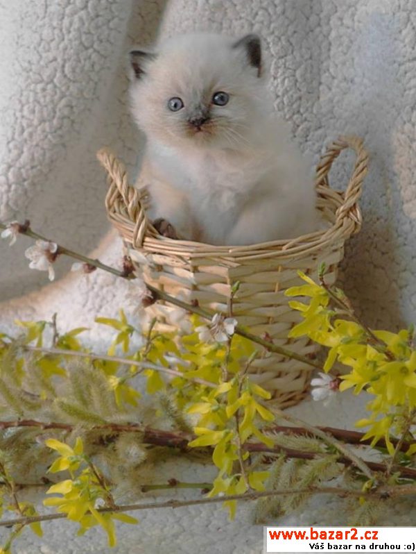 Ragdoll koťátka