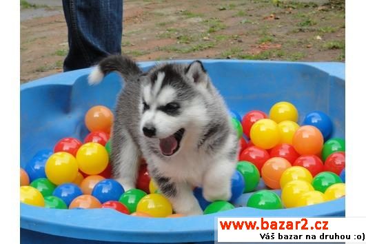 Čistokrevná štěňata Sibiřský husky 