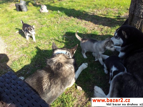 Čistokrevná štěňata Sibiřský husky 