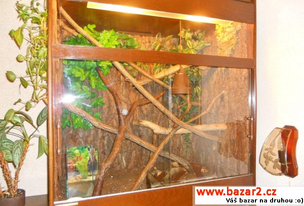 Užovka červená + velké terrarium