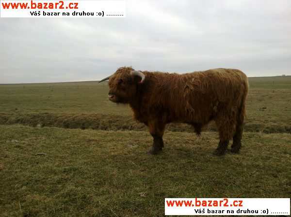 Plemenný býk Higland
