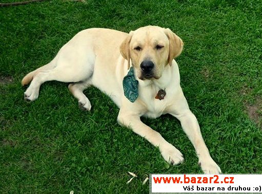 Nabízím krytí - labrador (bez PP)