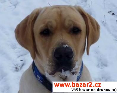 Nabízím krytí - labrador (bez PP)