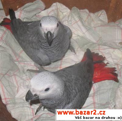 Žako (kongo) – dokonale ochočená 
