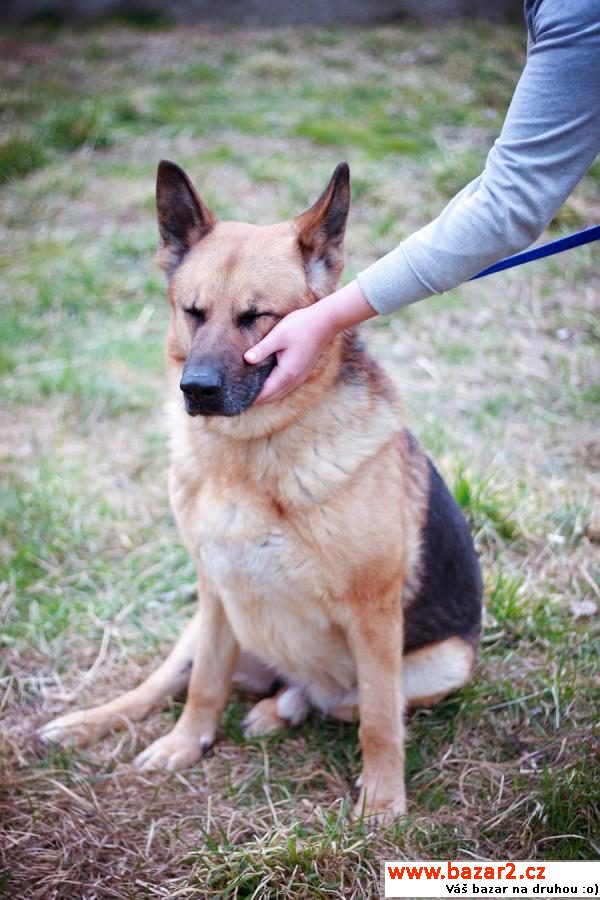 Rocky - překrásný vyrovnaný ovčák 