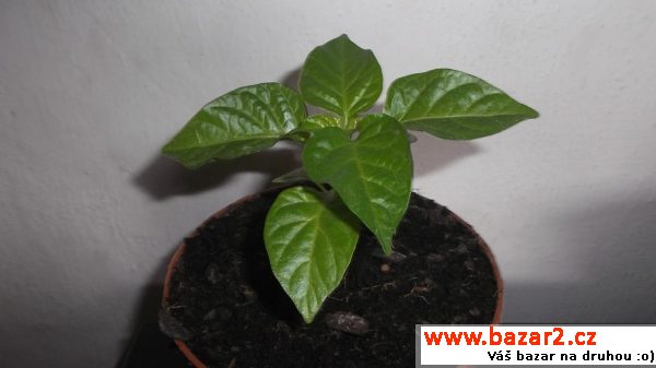 Chilli sazenice