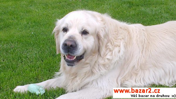 Zlatý retriever ke krytí
