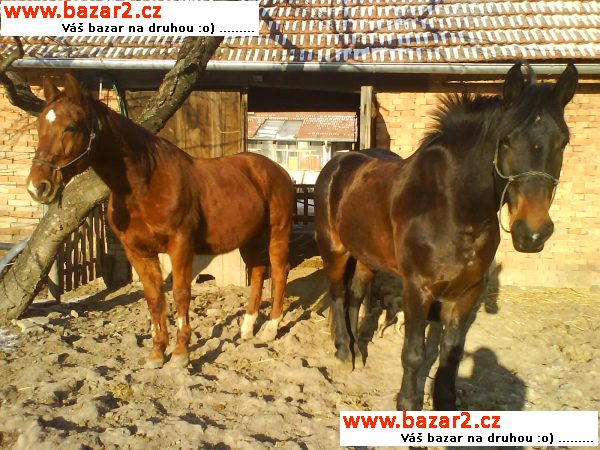 Jízda na koni
