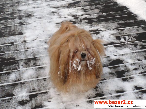 Lhasa apso hledá nevěstu