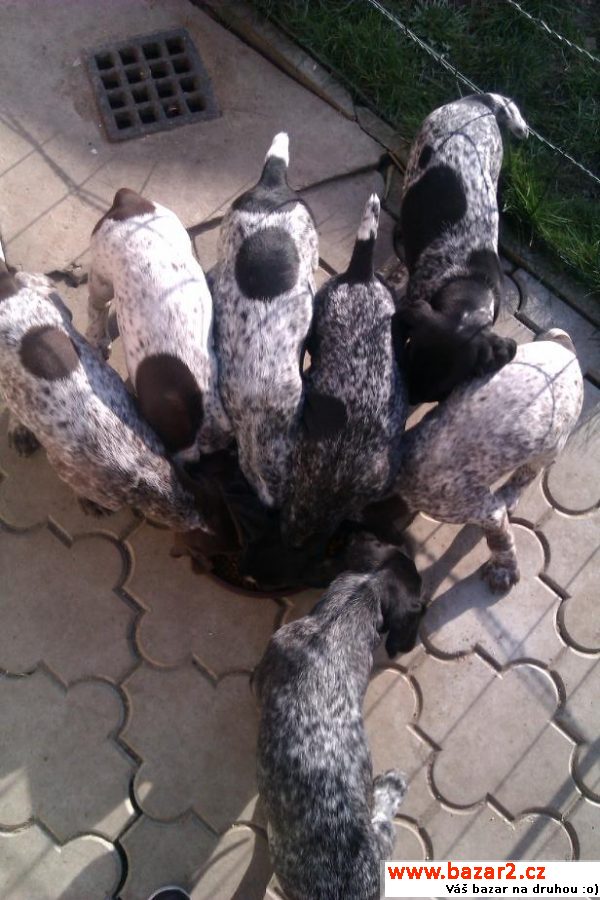 Štěňata něm. krátkosrst. ohaře