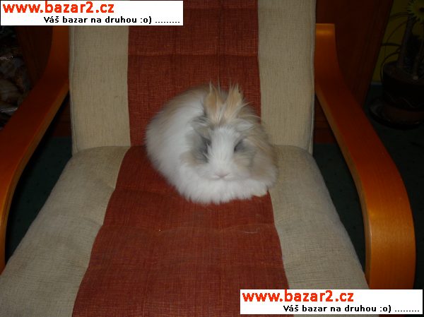 Králičí miminka-Tedy