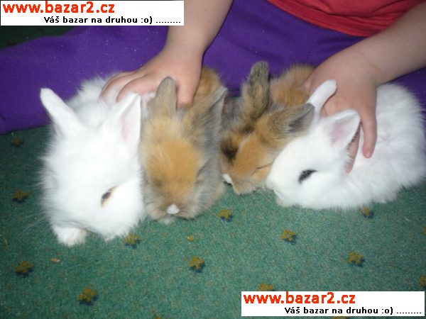 Králičí miminka-Tedy