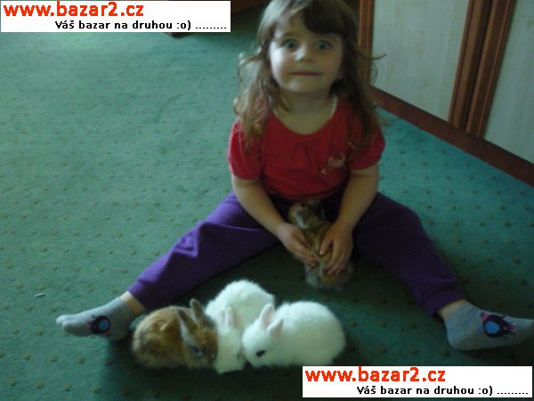Králičí miminka-Tedy