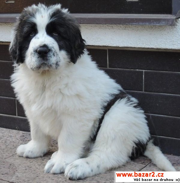 Pyrenejský mastin