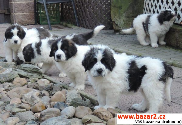 Pyrenejský mastin