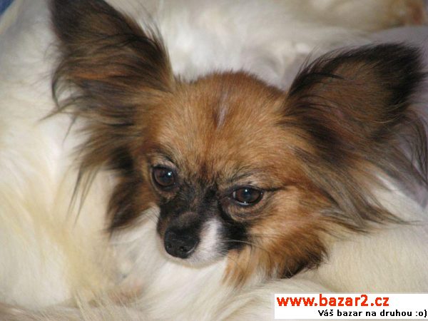 Papillon motýlek fenka