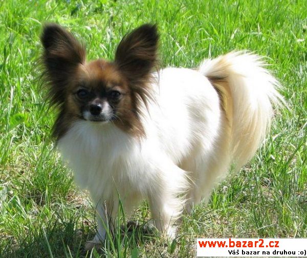 Papillon motýlek fenka