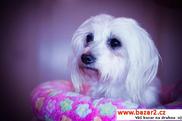  Caroline - White cute Fluffy Angel