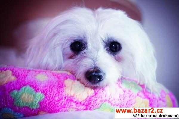  Caroline - White cute Fluffy Angel