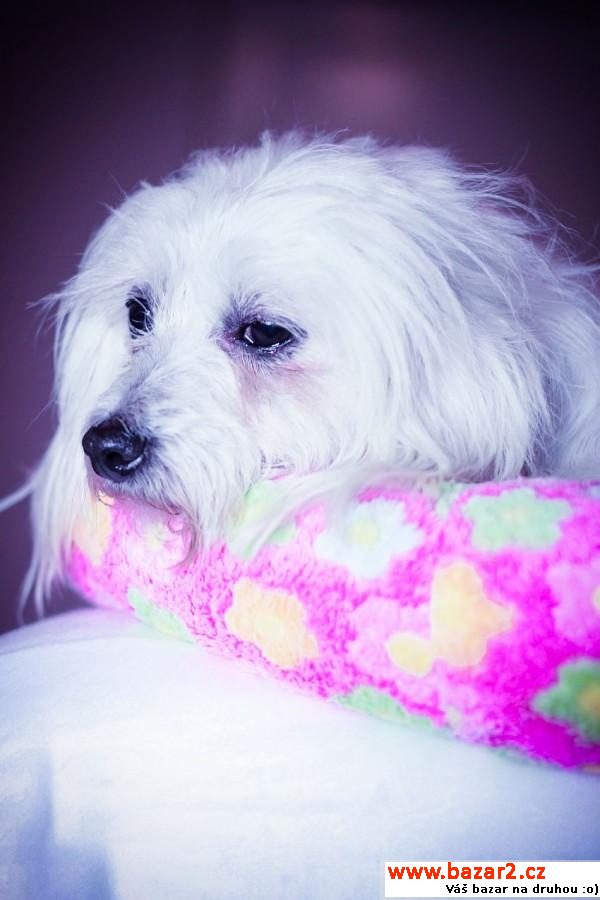 Caroline - White cute Fluffy Angel