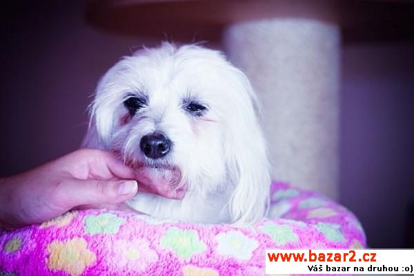  Caroline - White cute Fluffy Angel