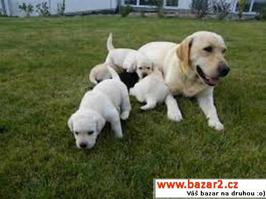 Labrador Retriever štěňata  