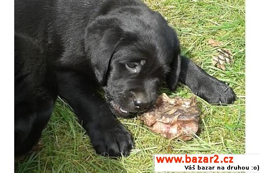 Labrador Retriever štěňata  