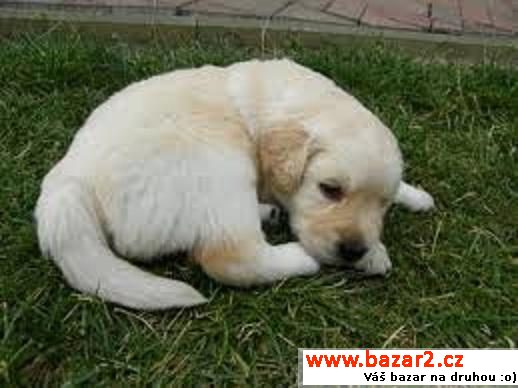 Labrador Retriever štěňata  