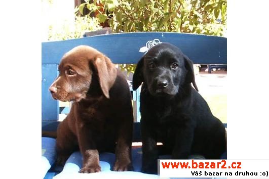 Labrador Retriever štěňata  