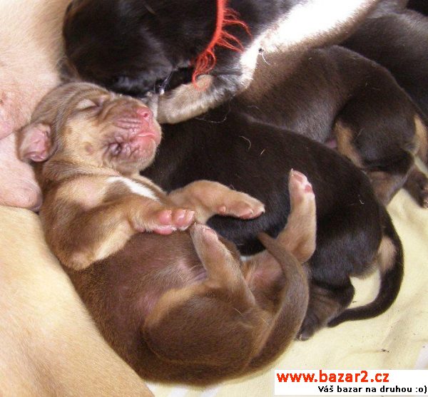 Bloodhound štěňata